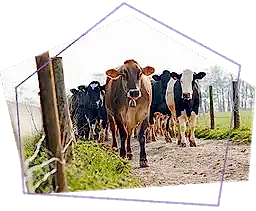 Our Suppliers