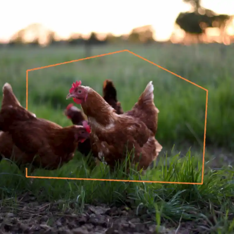 Meet Our British Egg Suppliers: Why Local Sourcing Matters More Than Ever